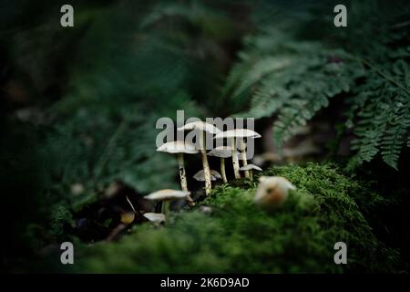 Fantasy funghi in un buio magico bosco incantato. Foto Stock