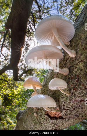 Funghi di porcellana (Oudemansiella mucida) funghi che crescono sul tronco di albero caduto nella foresta in autunno / caduta e che mostrano branchie sotto Foto Stock