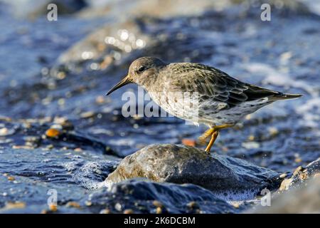 Il sandpiper viola (Calidris maritima) nel piumaggio invernale non-breeding foraging lungo le rocce con alta marea in autunno / autunno Foto Stock