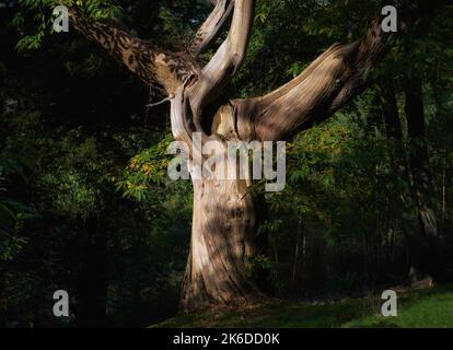 Un antico albero di quercia cattura la luce del sole autunnale in un bosco del Worcestershire, in Inghilterra. Foto Stock