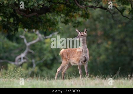 Vitello da cervo rosso (Cervus elaphus) ai margini dell'antica foresta Foto Stock