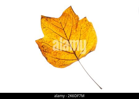 Foglia autunnale marrone dall'albero dei tulipani. Foto Stock