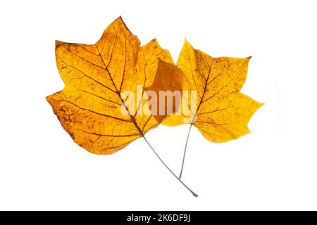 Foglie autunnali marroni dall'albero dei tulipani. Foto Stock