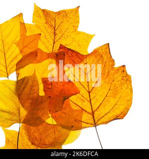 Foglie autunnali marroni dall'albero dei tulipani. Foto Stock