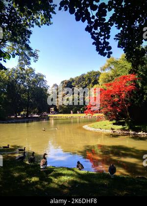 Le anatre che si trovano nella prateria vicino al fiume che scorre attraverso alberi verdi e rossi del parco inglese a Monaco Foto Stock