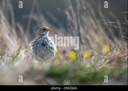 Acquedotto (Anthus spinoletta). Parco Nazionale di Bieszczady, Polonia. Foto Stock