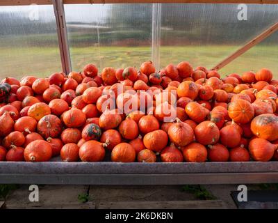 Abbondanza di zucche Hokkaido sdraiati su un tavolo durante l'autunno. Zucche d'arancia mature sono in vendita in un mercato. Cibo biologico fresco e sano. Foto Stock