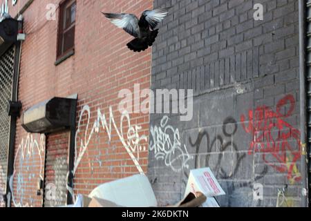 Brooklyn, New York, Stati Uniti. 8th Ott 2022. Bushwick piccione. (Credit Image: © John Marshall Mantel/ZUMA Press Wire) Foto Stock