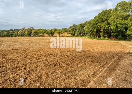 Terreni agricoli nei pressi di Braintree in Essex, classificati come di grado 3 da buono a moderato nella classificazione dei terreni agricoli in Inghilterra e Galles. Foto Stock