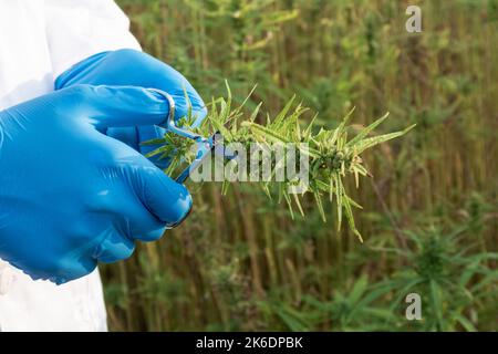 Scienziato che indossa un camice da laboratorio bianco e guanti protettivi blu, che tiene piccole forbici e fiore di canapa CBD, scatto da vicino. Foto Stock