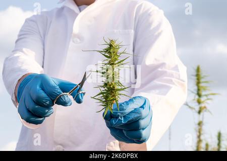 Scienziato che indossa un camice da laboratorio bianco e guanti protettivi blu, che tiene piccole forbici e fiore di canapa CBD, scatto da vicino. Foto Stock