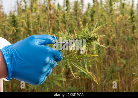 Scienziato che indossa un camice da laboratorio bianco e guanti protettivi blu, che tiene piccole forbici e fiore di canapa CBD, scatto da vicino. Foto Stock