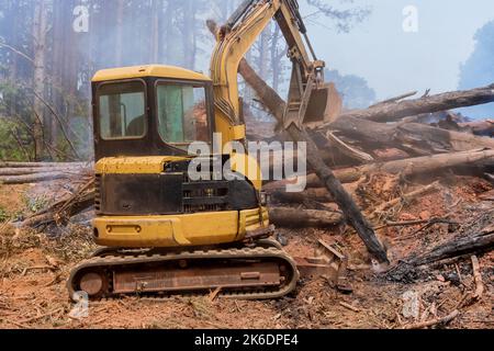 In processo di rimozione di alberi sradicati che sono stati bruciati terra sarà preparato ordine di costruire case Foto Stock