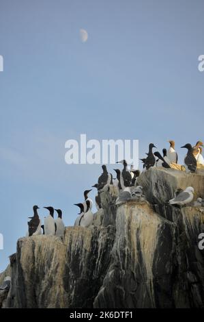 Isole farne colonia di uccelli marini in serata Foto Stock