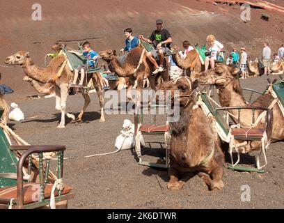 Gite in cammello tra i vulcani, Parco Nazionale di Timanfaya, Lanzarote, Isole Canarie. Diverse centinaia di cammelli sono conservati nella zona di Timanfaya e utilizzati t. Foto Stock