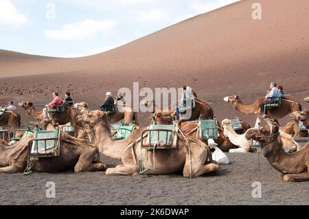 Gite in cammello tra i vulcani, Parco Nazionale di Timanfaya, Lanzarote, Isole Canarie. Diverse centinaia di cammelli sono conservati nella zona di Timanfaya e utilizzati t. Foto Stock