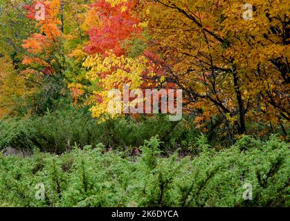 Un bordo della foresta mostra l'acero e altro fogliame autunnale contro un primo piano di arbusto di Juniper, Door County, Wisconsin Foto Stock