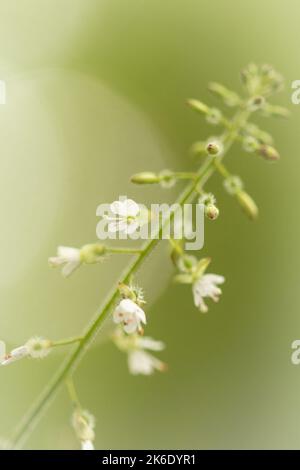 I delicati fiori del nightshade degli incantatori compongono il picco del fiore al fondo di Nutcombe vicino a Dunster, Somerset ad ovest Foto Stock