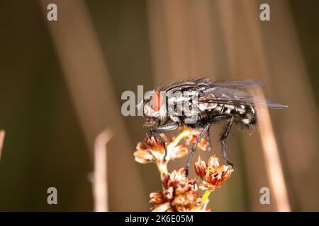 In un prato una mosca stalla (Stomoxys calcitrans) poggia su un fusto di fiori, a Thompson Common in Norfolk Foto Stock