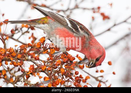 Maschio Pino grossbeak alimentazione su crabapples Foto Stock