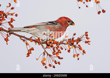 Maschio Pino grossbeak alimentazione su crabapples Foto Stock