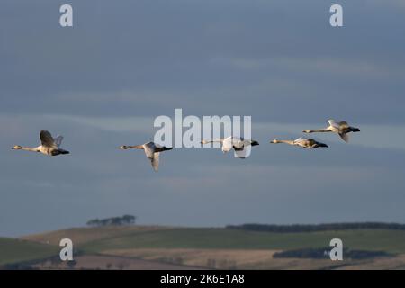 Whooper Swans Cygnus cygnus a Loch Leven RSPB Scozia Foto Stock