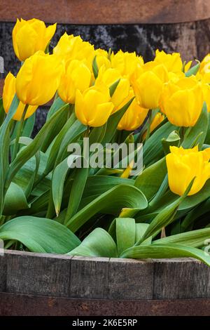 Tulipani gialli in fiore in un giardino Foto Stock