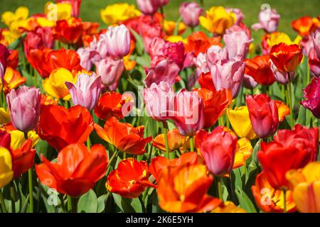 Tulipani rosa, tulipani rossi e tulipani gialli che crescono su un aiuola Foto Stock