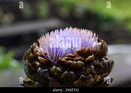 Carciofo globo in fiore viola Foto Stock