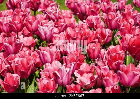 Tulipani rosa che crescono su un aiuola Foto Stock