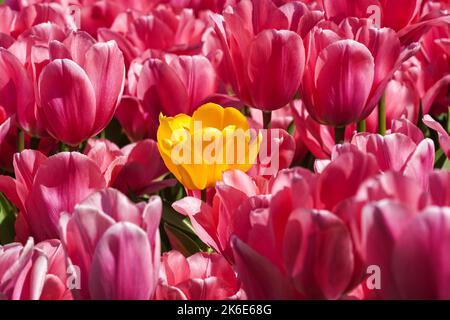 Tulipani rosa in fiore con un tulipano giallo all'interno Foto Stock