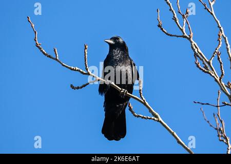 Carrion Crow, Corvus corone corone su un albero Foto Stock