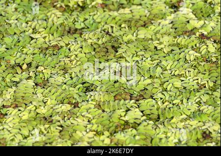 Impianto idrico Salvinia Nathans o felce che copre tutta la superficie dell'acqua di un lago Foto Stock