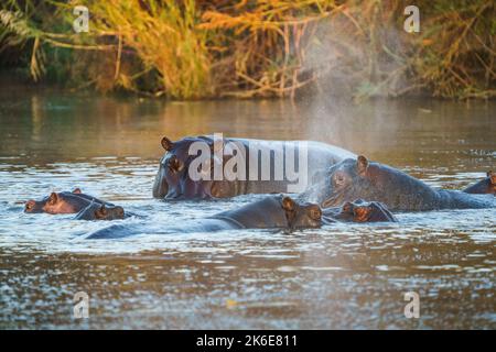 Ippopotamo (ippopotamo anfibio), una cialda di ippopotamo nell'acqua che spruzzi d'acqua nel fiume. Parco Nazionale di Hwange, Zimbabwe, Africa Foto Stock