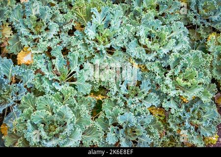 Cavolo decorativo in un letto di fiori. Primo piano Brassica oleracea var. Acephala. Foto Stock