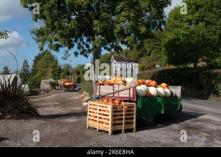 Zucche in vendita presso una stalla a lato della strada, vicino Draycott, Somerset, Inghilterra, Regno Unito Foto Stock