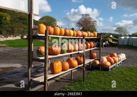 Zucche in vendita presso una stalla a lato della strada, vicino Draycott, Somerset, Inghilterra, Regno Unito Foto Stock