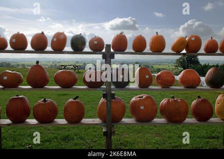 Zucche in vendita presso una stalla a lato della strada, vicino Draycott, Somerset, Inghilterra, Regno Unito Foto Stock