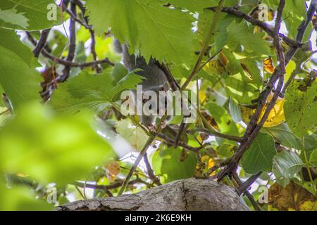 Primo piano di un murino commestibile europeo su un albero Foto Stock