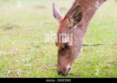 Capriolo femmina dettaglio testa ritratto. Primo piano dell'animale sul pascolo nel prato durante la stagione del solco. Copia spazio per il testo. Foto Stock