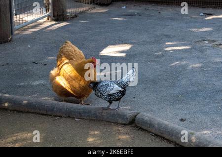 Un pollo a sputing e una gallina argentata di Amburgo al Featherdale Wildlife Park di Sydney, New South Wales, Australia. (Foto di Tara Chand Malhotr Foto Stock