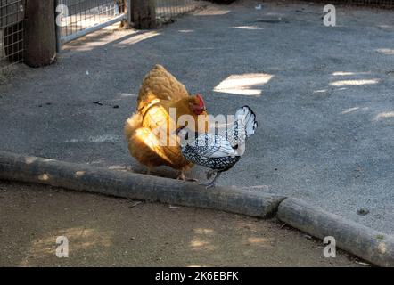 Un pollo a sputing e una gallina argentata di Amburgo al Featherdale Wildlife Park di Sydney, New South Wales, Australia. (Foto di Tara Chand Malhotr Foto Stock