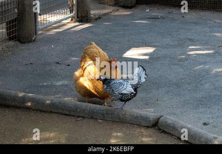 Un pollo a sputing e una gallina argentata di Amburgo al Featherdale Wildlife Park di Sydney, New South Wales, Australia. (Foto di Tara Chand Malhotr Foto Stock