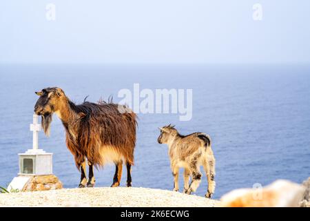 Capre all'oceano, isola di Creta, Grecia Foto Stock