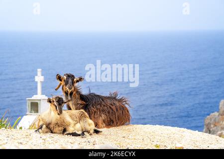Capre all'oceano, isola di Creta, Grecia Foto Stock