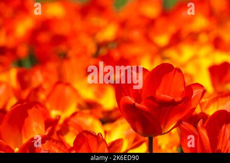 Tulipani rossi e gialli che crescono su aiuole Foto Stock