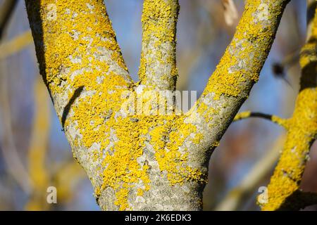 Xantoria parietina, comune lichene foglioso su un ramo di albero in Inghilterra, Regno Unito Foto Stock