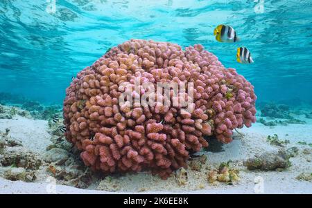 Corallo rosa sott'acqua nell'oceano, Pocillopora meandrina, comunemente noto come corallo cavolfiore, Pacifico meridionale, Polinesia francese Foto Stock