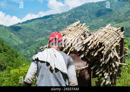 primo piano della schiena di un mulattiere colombiano che cammina dietro il suo mulo carico di canna da zucchero, lungo una strada di montagna che conduce alla regione del zuccherificio p Foto Stock