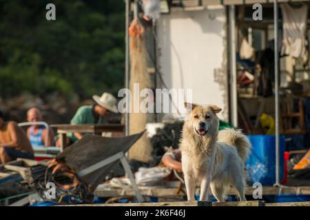 Un cane custodisce il pontile di una fattoria di ostriche di perle a lo fu Wat, una piccola insenatura isolata sulla riva settentrionale del canale di Tolo, New Territories, Hong Kong Foto Stock